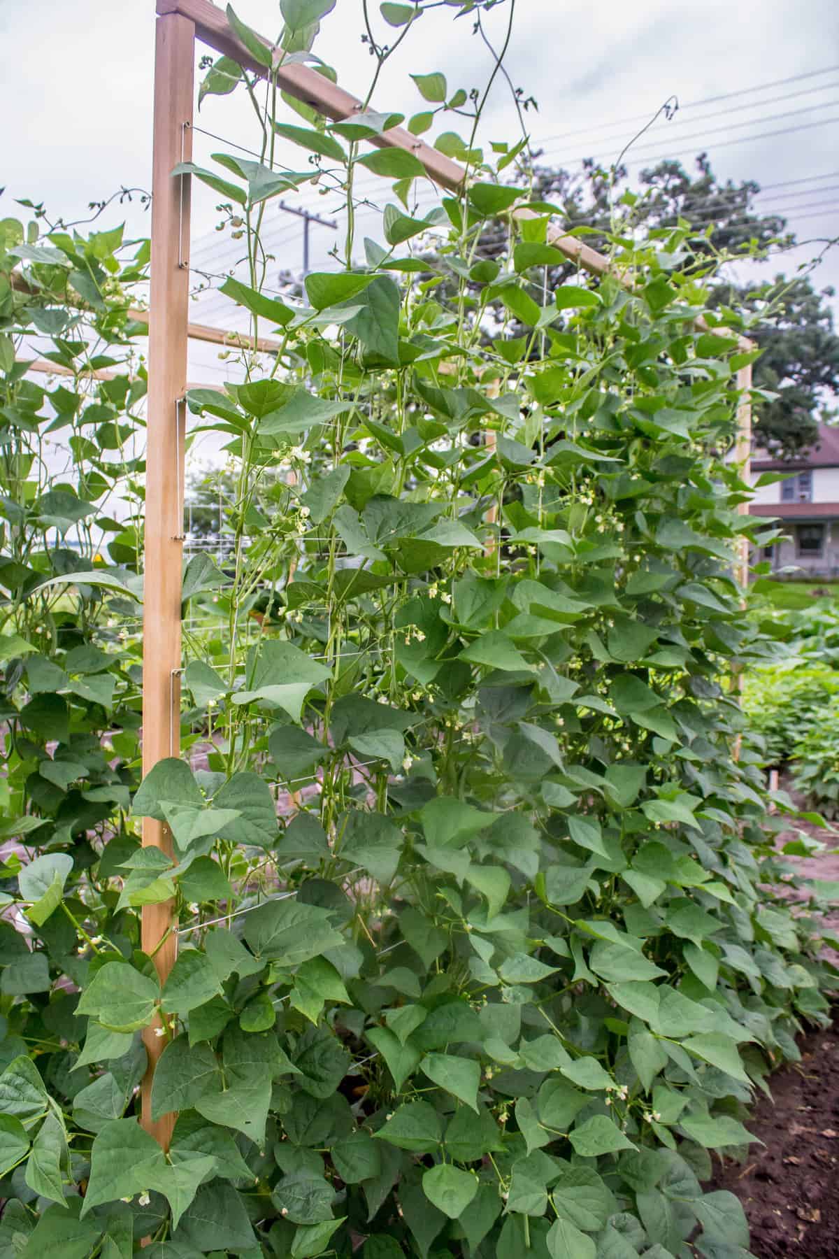 Beans (Pole)