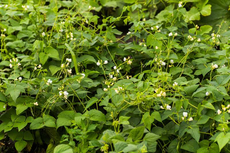 Beans (Bush)