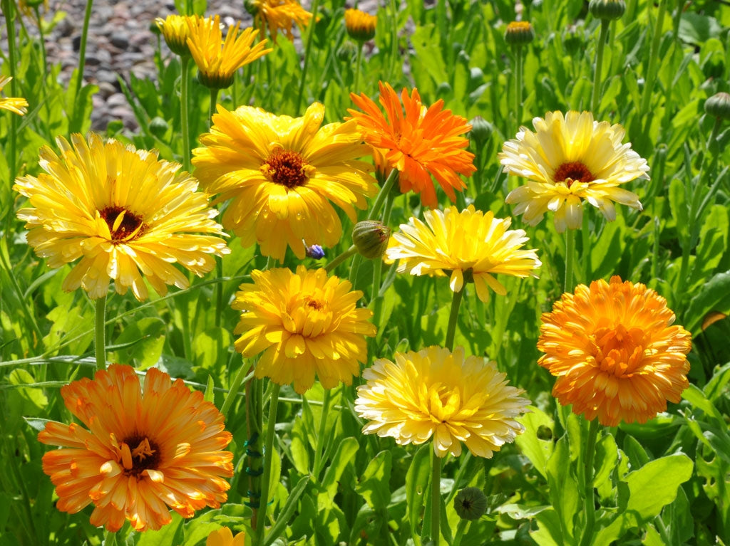 Calendula (Pacific Beauty)