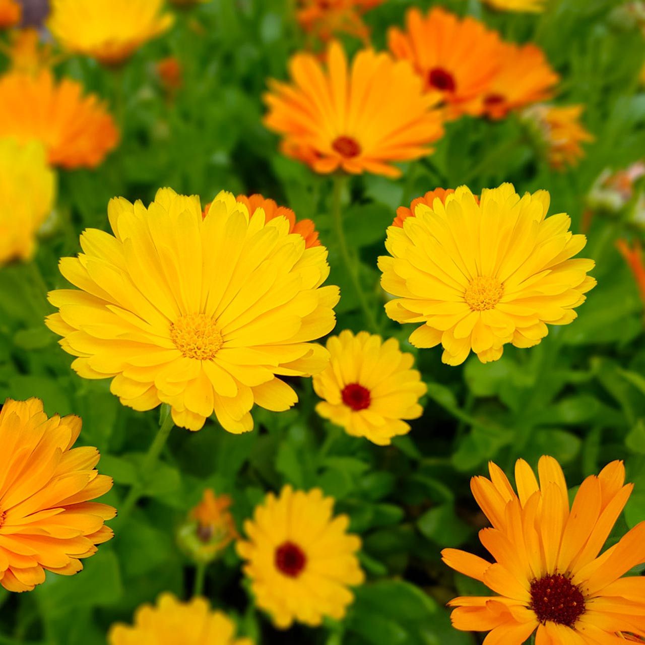 Calendula (Pacific Beauty)