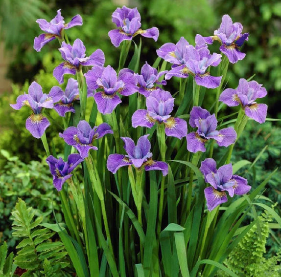 Iris