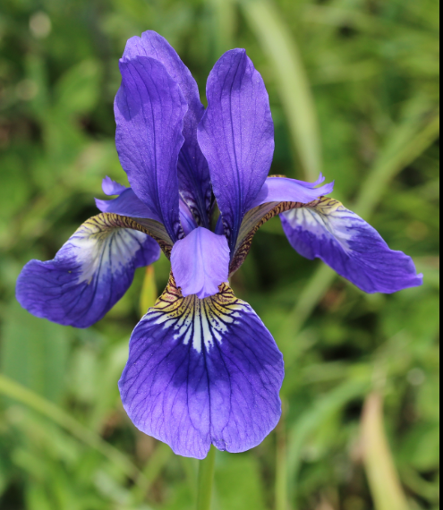Iris