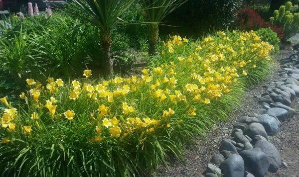 Easter Lily (Orange)