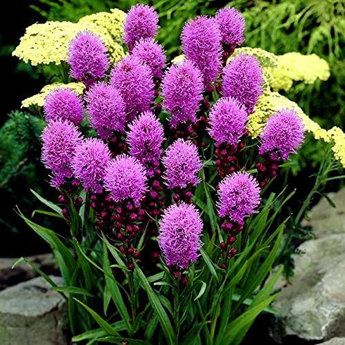 Gayfeather / Blazing Star (Purple)