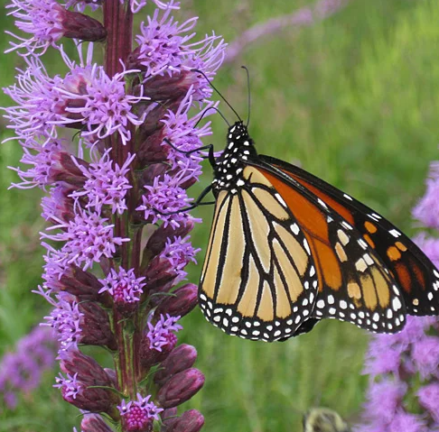 Gayfeather / Blazing Star (Purple)