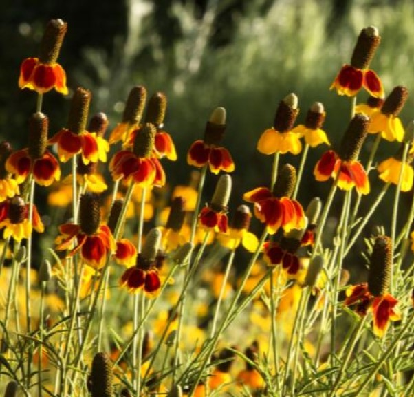 Mexican Hat