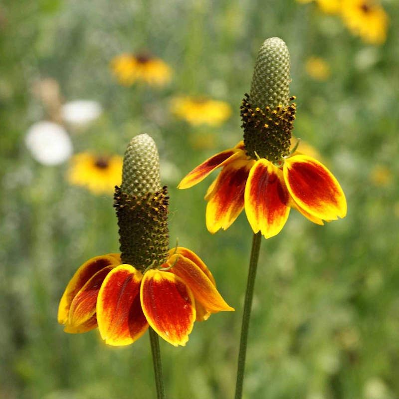 Mexican Hat