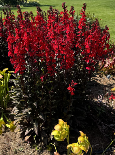 Lobelia Seed - Scarlet Bronze Leaf