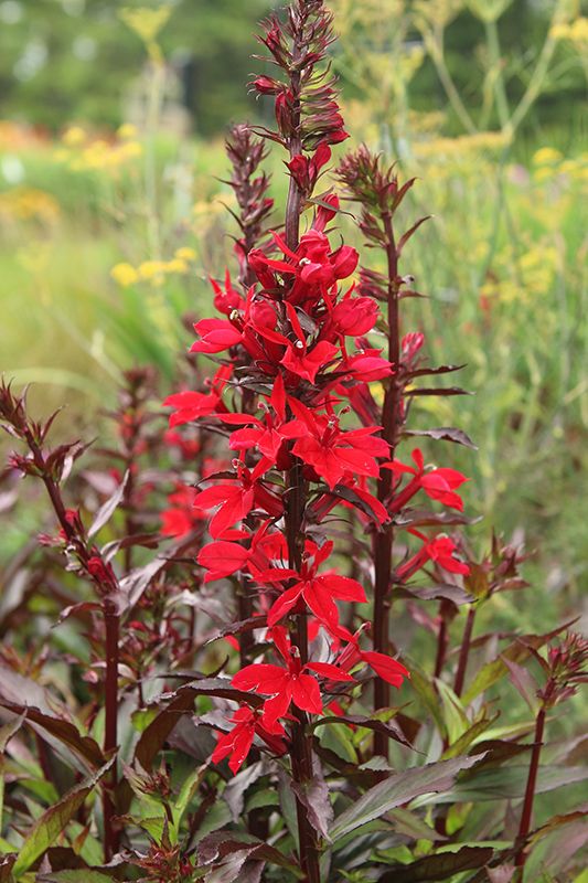 Lobelia Seed - Scarlet Bronze Leaf