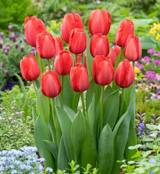 Tulips