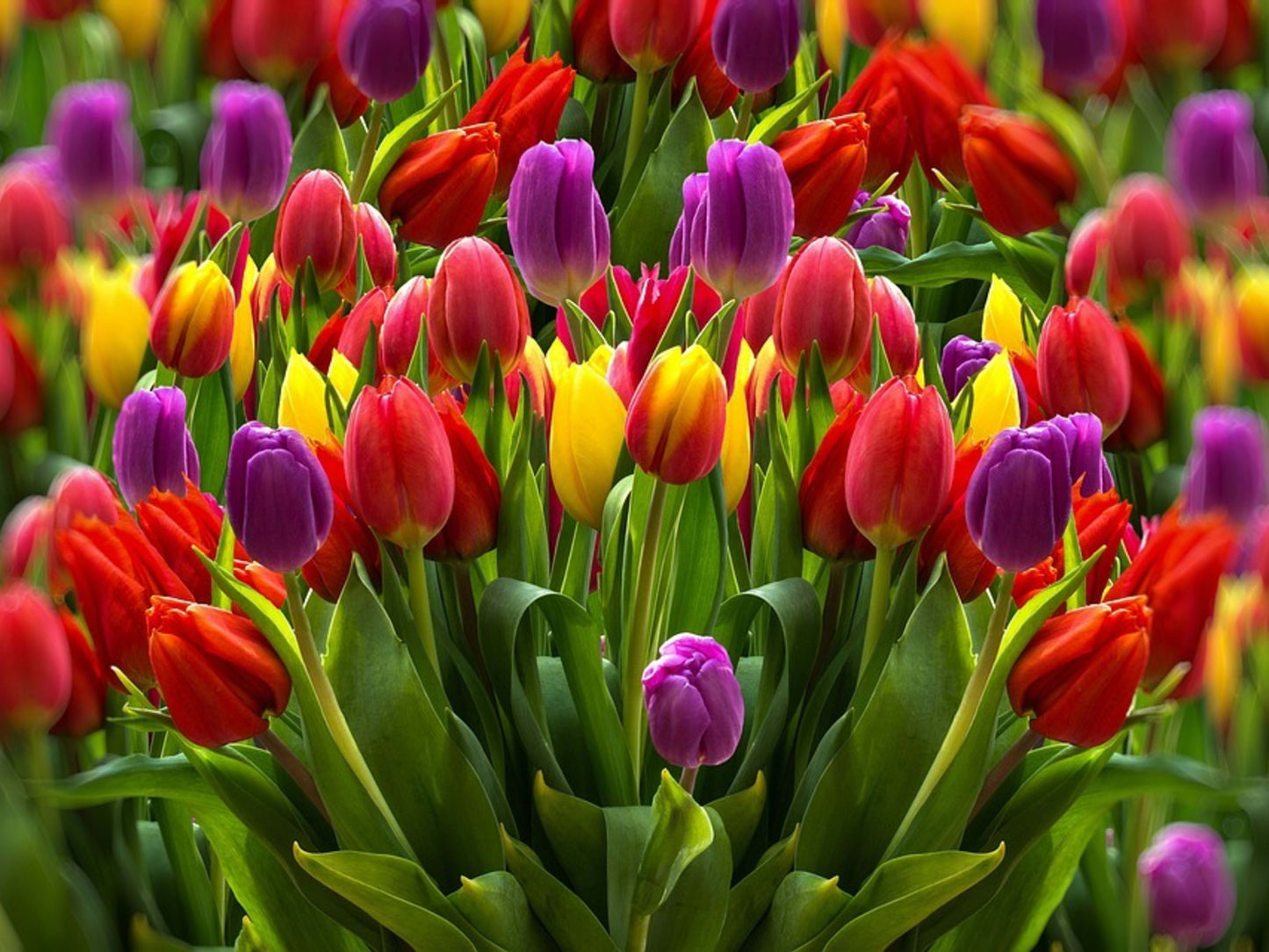 Tulips