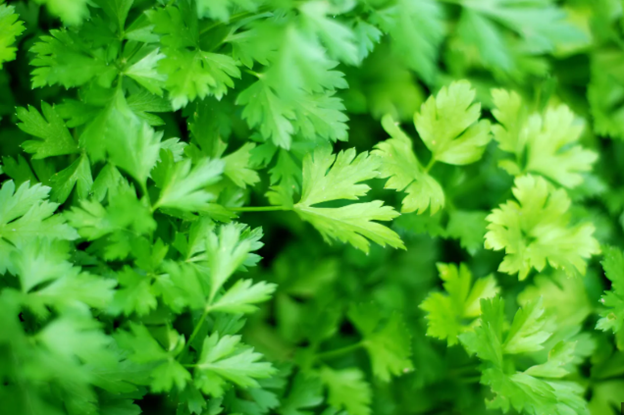 Parsley (Big Italy)