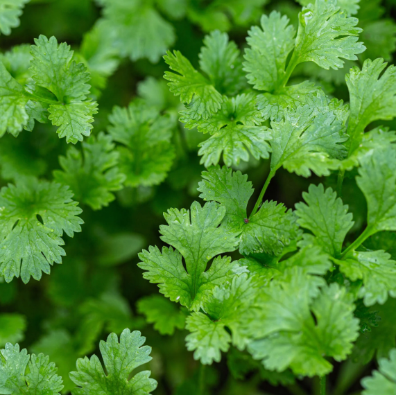 Cilantro