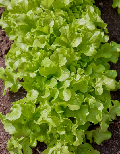 Lettuce (Salad Bowl)