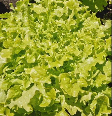 Lettuce (Salad Bowl)