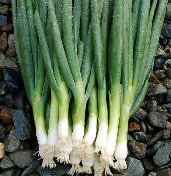 Bunching Onions (Green Onion)