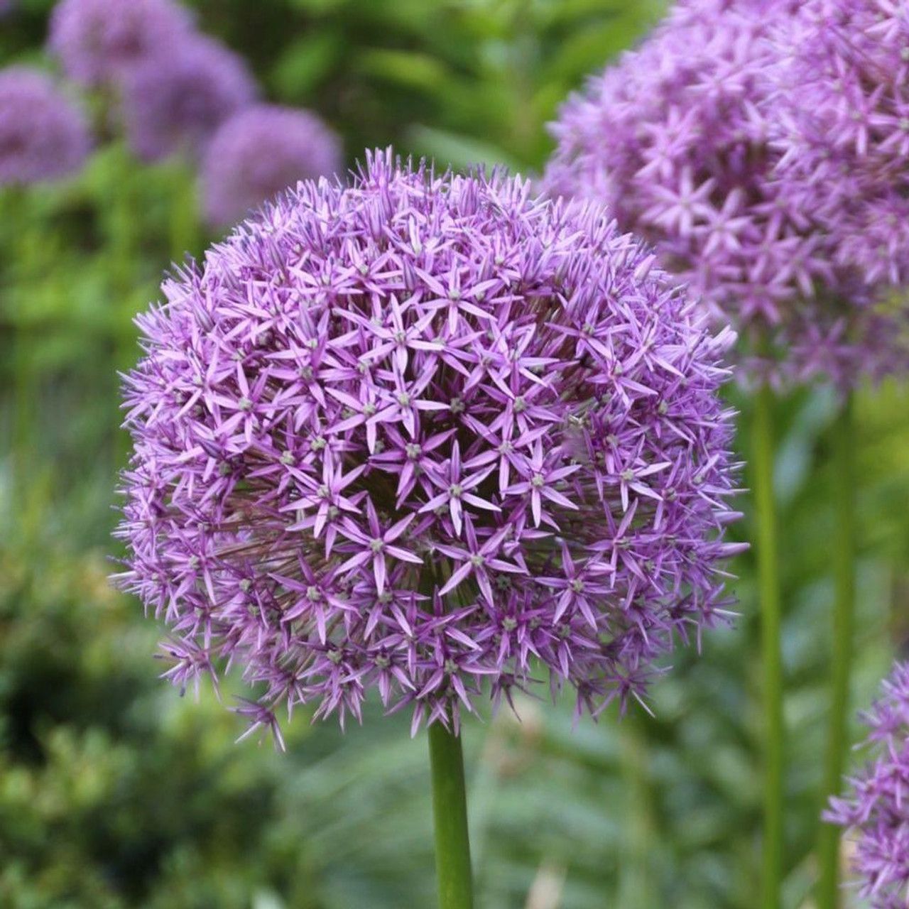 Allium