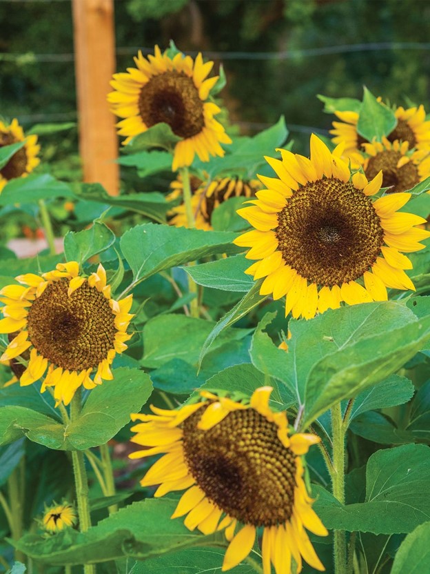 Jua Maya Sunflower