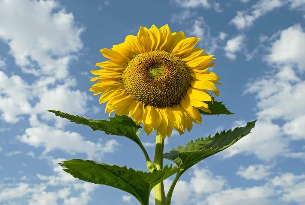 Skyscraper Sunflower
