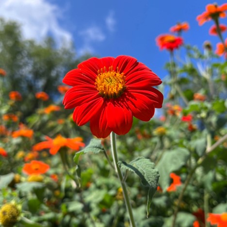 Mexican Sunflower aka Torch aka Tithonia