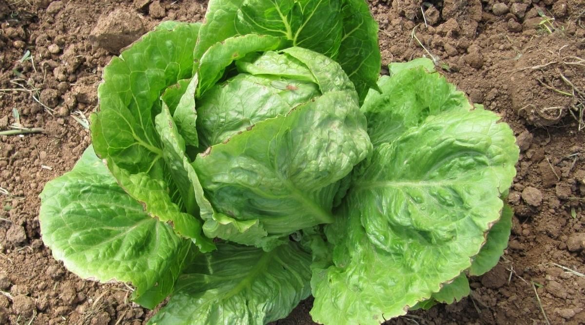 Lettuce (Iceberg)