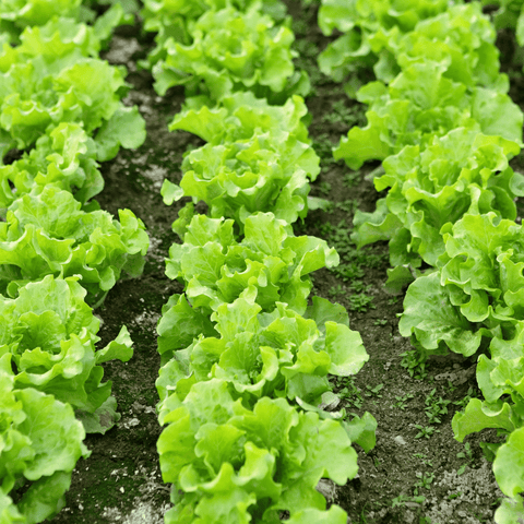 Lettuce (Iceberg)