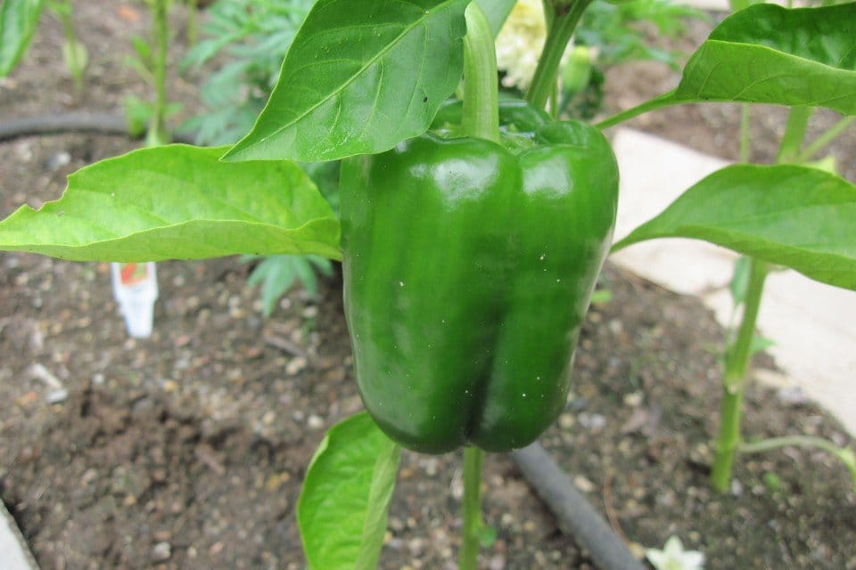California Wonder Bell Peppers