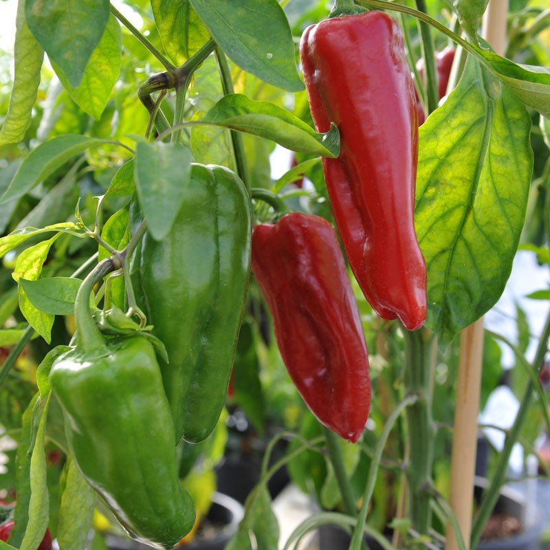 Marconi Giant Peppers