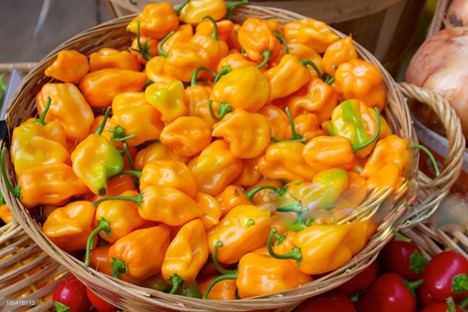 Habanero Peppers