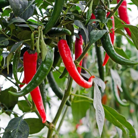 Garden Salsa Peppers