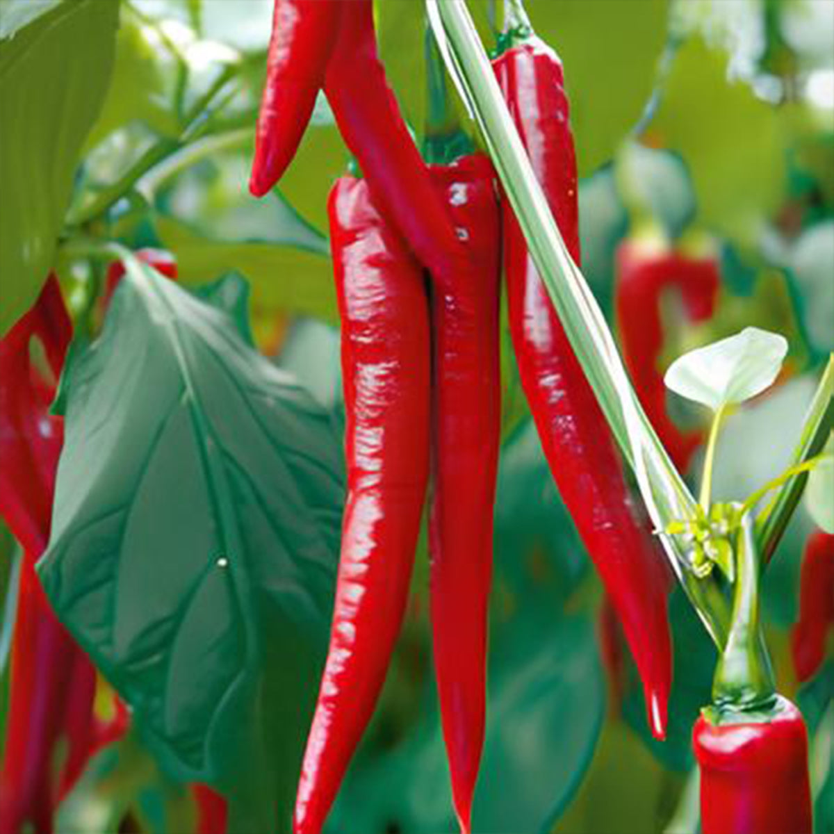 Cayenne Long Slim Peppers