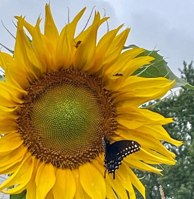 Giant Grey Stripe Sunflower