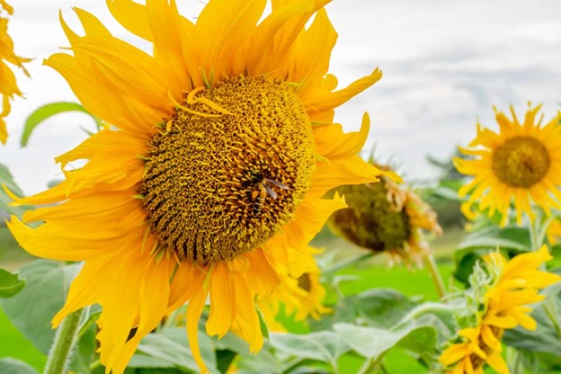 Mammoth Grey Stripe Sunflower