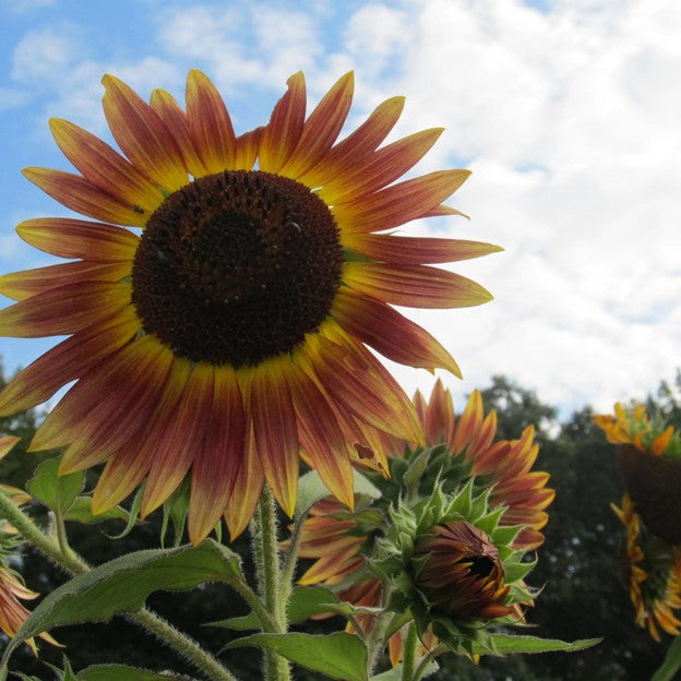 Evening Sun Sunflower