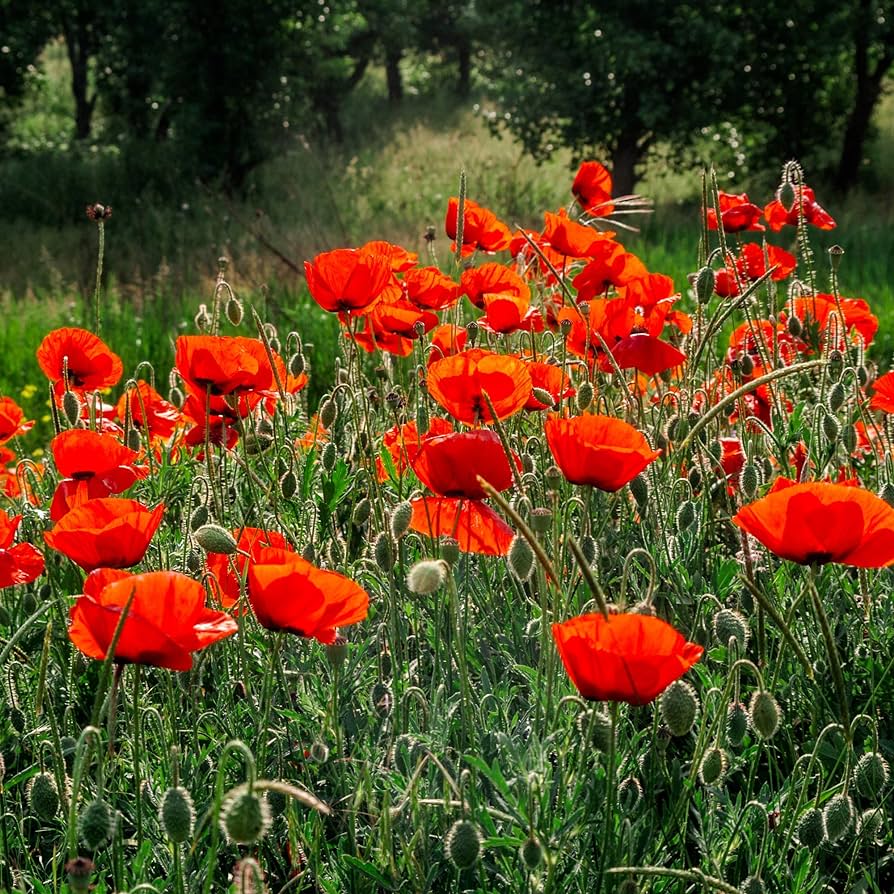 Corn Poppy