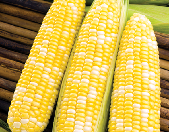 Bicolor Hybrid Corn