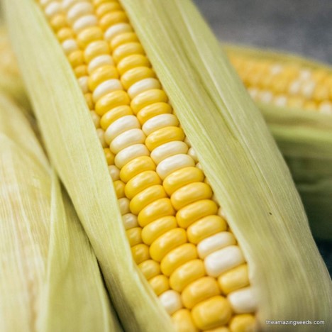 Bicolor Hybrid Corn