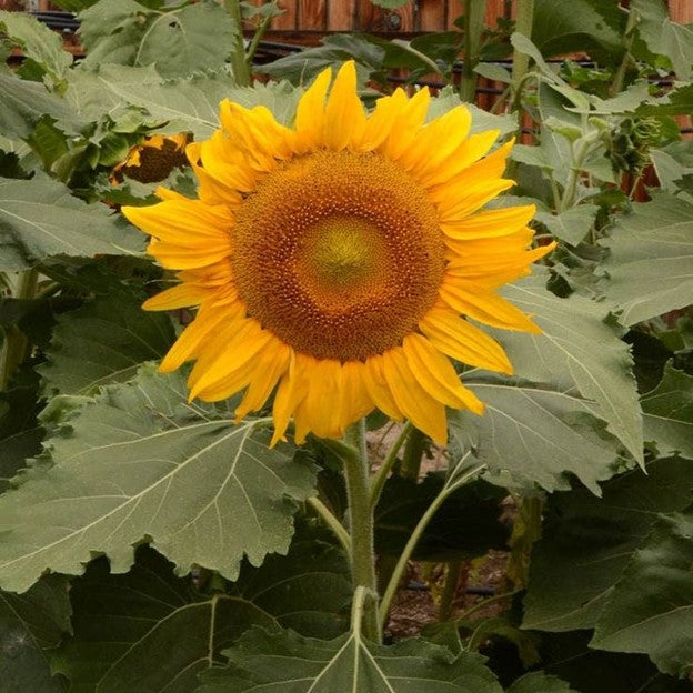 Incredible Sunflower
