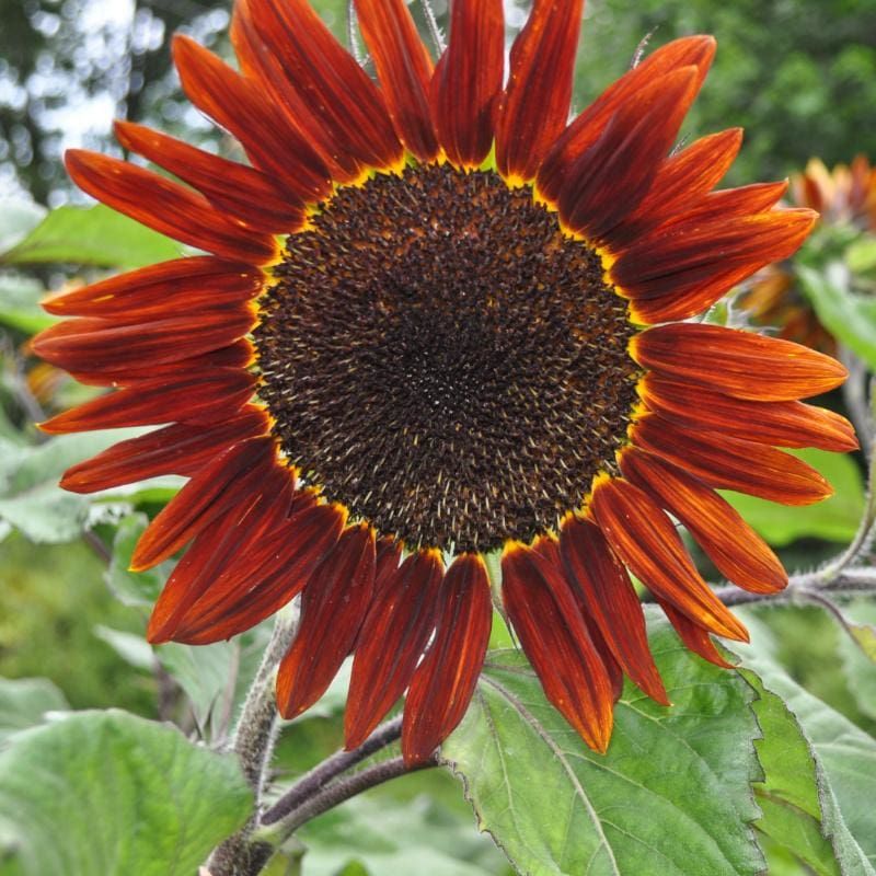 Chocolate Sunflower