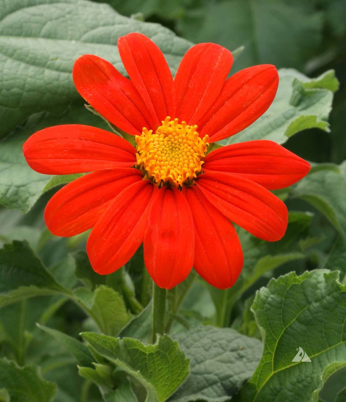 Tithonian Sunflower