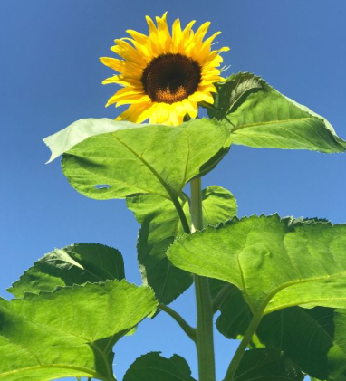 American Giants Sunflower