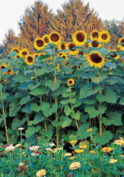 American Giants Sunflower