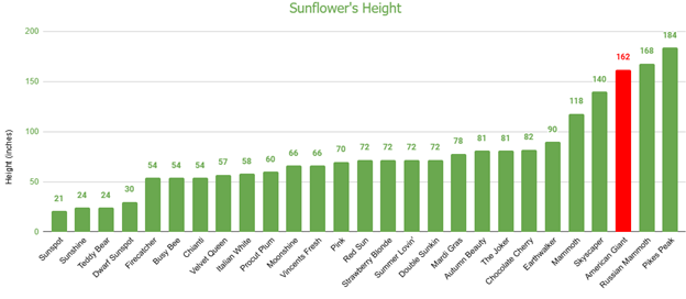 American Giants Sunflower