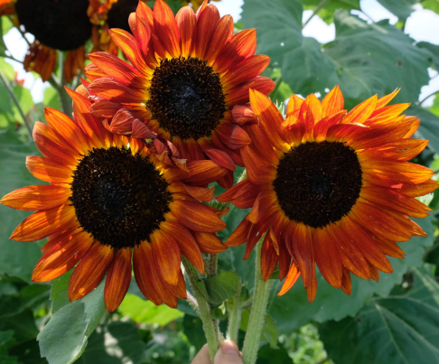 Autumn Beauty Sunflower