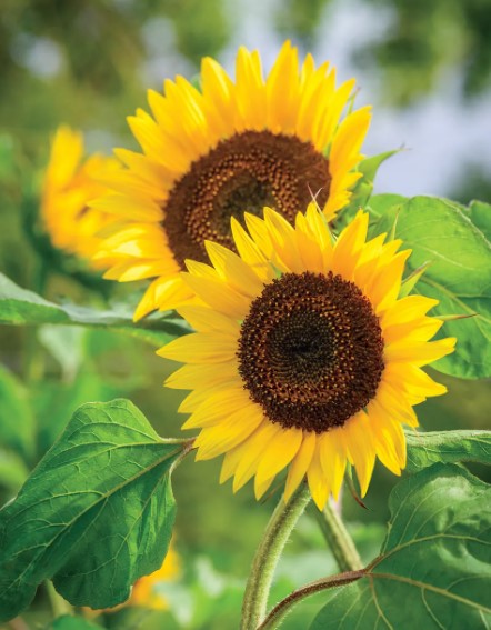 Busy Bee Sunflower