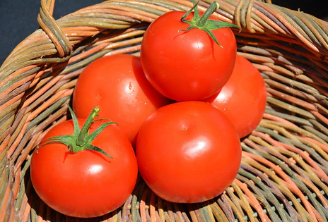 Celebrity Tomato