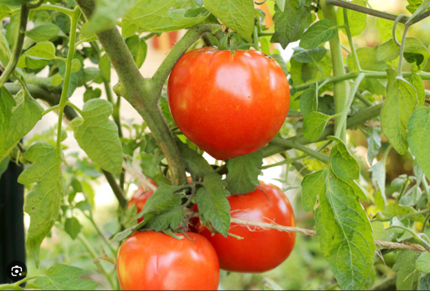 Celebrity Tomato