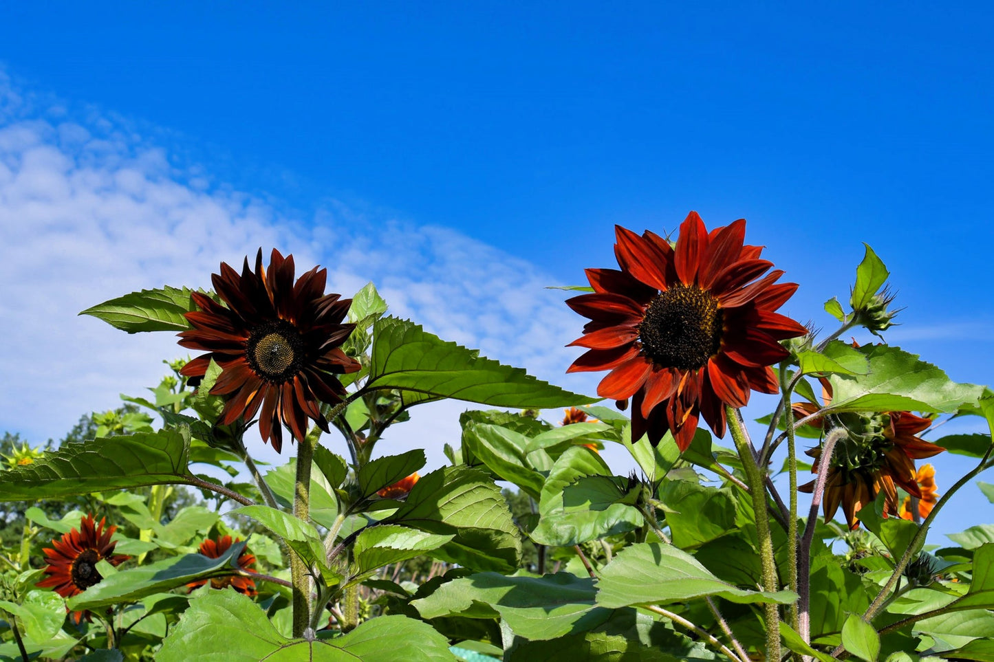 Chianti Sunflower
