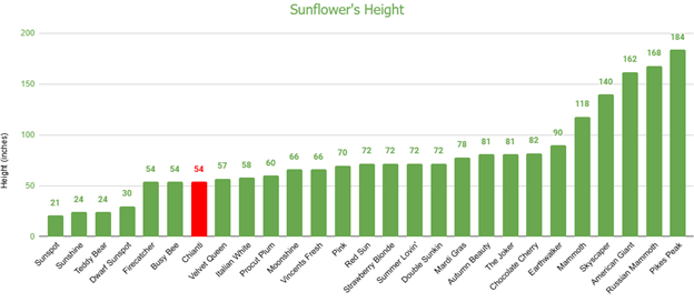 Chianti Sunflower