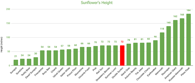 Double Sunking Sunflower